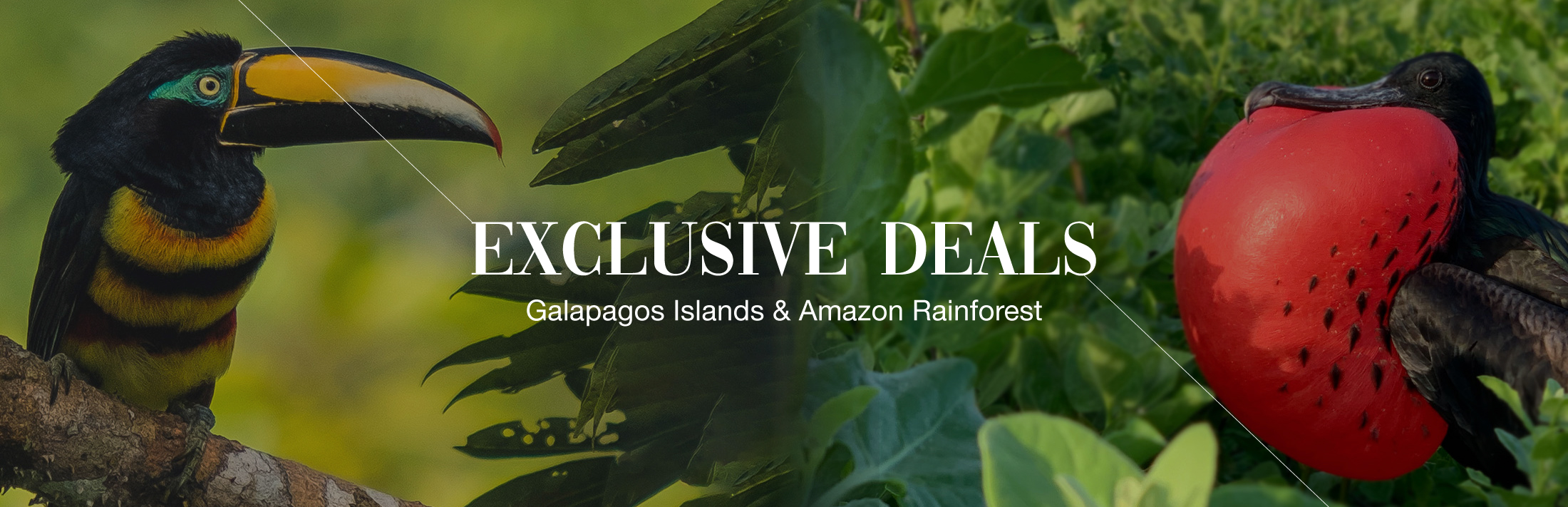 EXCLUSIVE DEALS